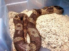 goini6