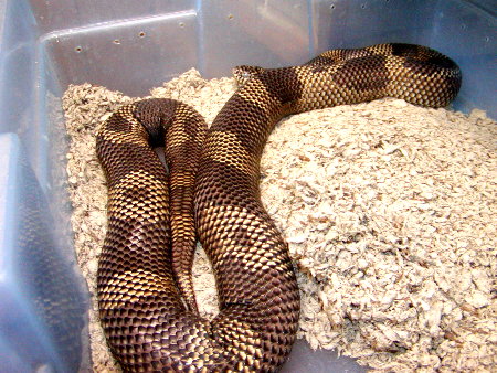 goini6