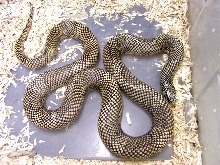 goini7