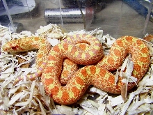 Amirrillo albino bull