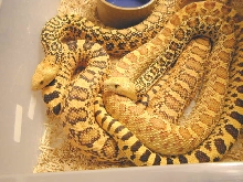 Golden Hypo Bulls