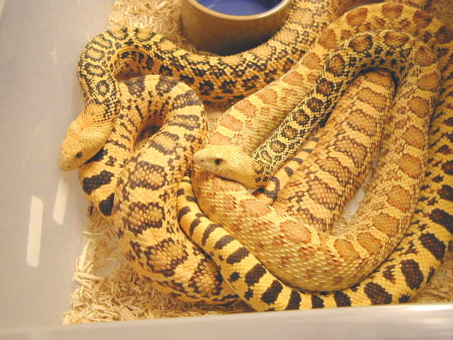 Golden Hypo Bulls