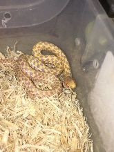 Albino Checkered Garter