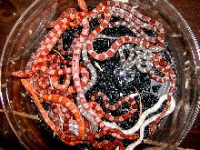 Corn Snake Group