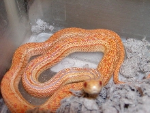 Striped Pacific Gopher albino