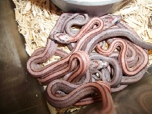 hypo striped corn