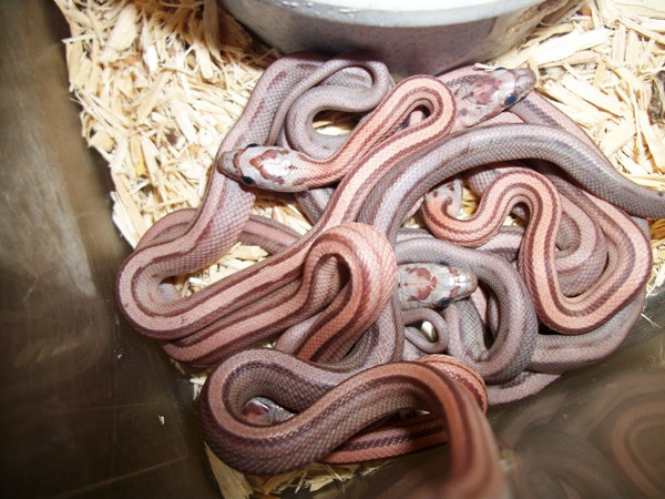 hypo striped corn
