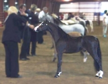 Rhapsody's Majestic Reign in show ring