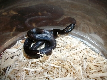 Patternless Baja Cal King