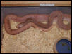 Pink Patternless Southern Pine