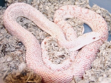 Albino Patternless Sothern Pine