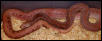 Pink Patternless Southern Pine