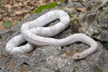 Platinum Transpecos Rat Snake