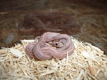 Striped Lavender corn
