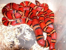 Milk snake phase thayeri