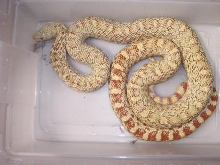T /ultra hypo bull adult male