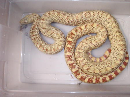 T /ultra hypo bull adult male
