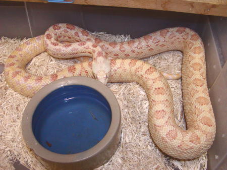 Trumbower albino bull