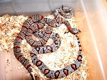 Grey Banded Kingsnakes