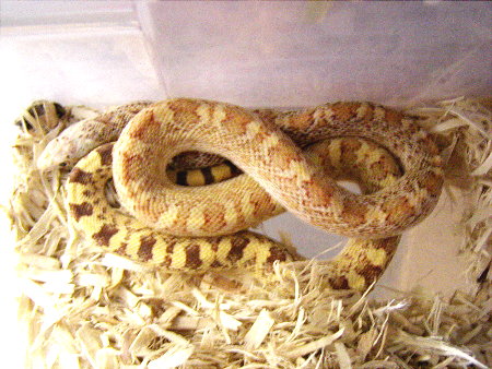 hypo sonoran