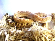 hypo sonoran