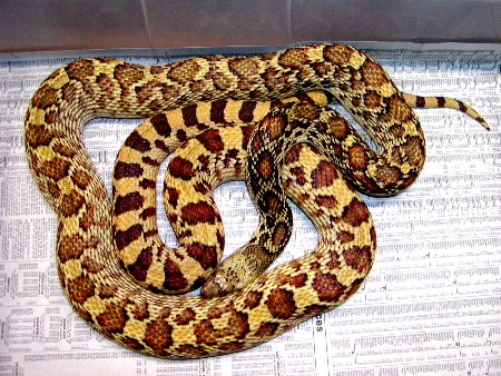 south texas bull snake