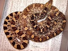 south texas bull snake