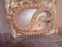 Hypo Bull