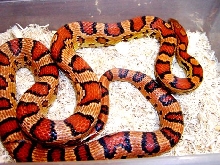 Hunt Club Okeetee corns