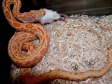 Abberant Sonoran Gopher