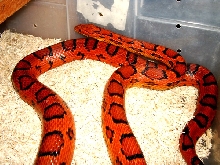 Extreme Okeetee adult