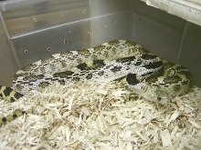 yearling Deppei Deppei - green phase