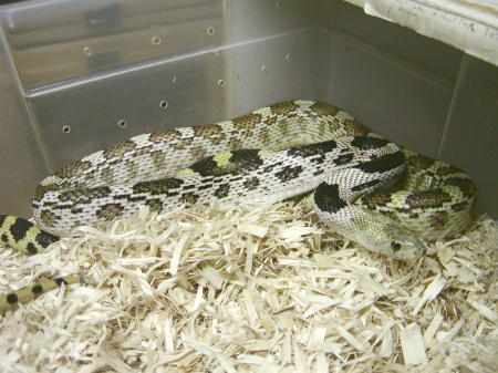 yearling Deppei Deppei - green phase