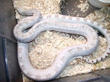 Adult white sided hypo