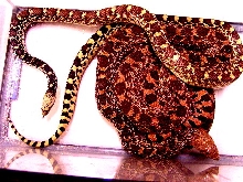 Amirrillio Bull