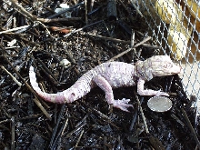 Albino American Alligator
