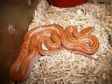 Albino House Snake