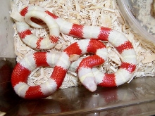 Albino Nelsons Milk