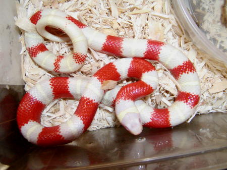 Albino Nelsons Milk