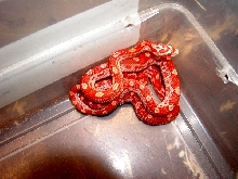 Albino Sunglow Motley