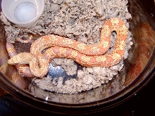 Albino Northern Pine - 2004