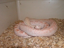 albino white sided bull