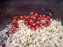 Albino Hypo Motley Corn 2009
