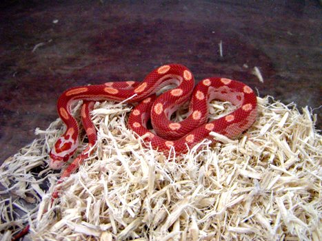 Albino Hypo Motley Corn 2009