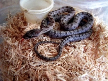 2010 Bairds Rat snake