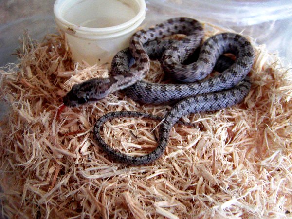 2010 Bairds Rat snake