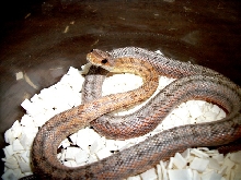Bairds Rat snake