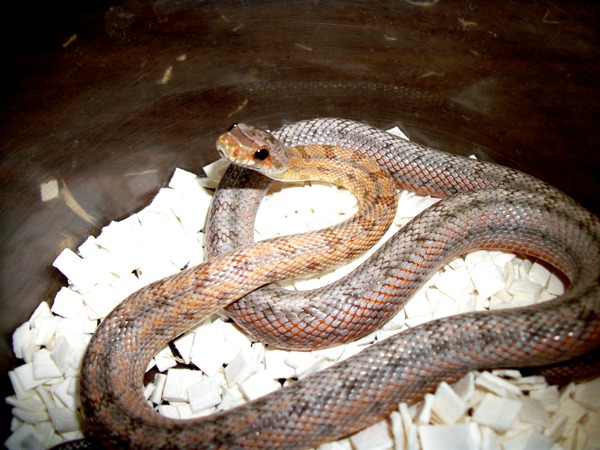 Bairds Rat snake