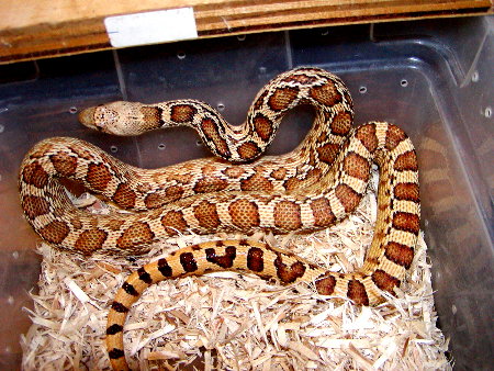 Normal Sonoran Gopher
