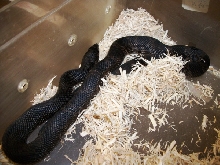 Blck pine 2